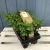 Buxus Six Pack Box Plants (NL) -Garden Care Store 8718985043241 bae4fb67 9fd0 49de a2dc 544820f6468b