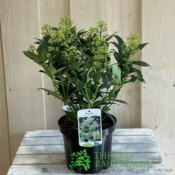 Skimmia Japonica 'Fragrant Cloud' 2Ltr Pot (NL) 7 Skimmia Japonica 'Fragrant Cloud' 2Ltr Pot (NL) -Garden Care Store 8718985102719 2