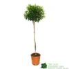 Olive Tree 'Olea Europaea' 1.5m Tall -Garden Care Store 8718985240183 5926ae91 8809 4eb0 99c2 5d3836057090