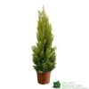 Cupressus Goldcrest 'Wilma' Pyramid 23cm Pot (NL) -Garden Care Store 8718985830919 dddf7b2d 8ab5 4fb4 b8dc da67bfd9d59a