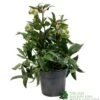 Helleborus ? Sahinii 'Winterbells' Hellebore 3Ltr Pot -Garden Care Store 8719323105270