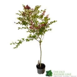Syringa Microphylla Lilac Standard 3Ltr Pot