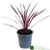 Cordyline Australis 'Pink Passion' 2Ltr Pot -Garden Care Store 8719323141193