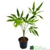 Fatsia Polycarpa 'Green Fingers' 2Ltr Pot -Garden Care Store 8719323730861