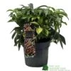 Hellebore 'Dacaya' Helleborus Plant 3Ltr Pot -Garden Care Store 8719323773011