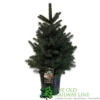 Picea 'Super Blue' 7.5Ltr Pot (NL) -Garden Care Store 8719562228259