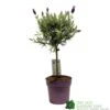 Lavandula 'Anouk' Lavender Tree 15cm Pot -Garden Care Store 8720496288905