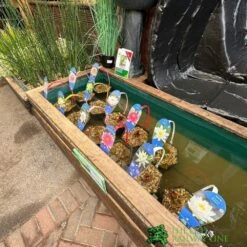 Water Lily Nymphaea Madame Wilfron Gonnere Pond Plant 3Ltr Pot -Garden Care Store waterlilydisplay 41cec724 f368 4d4c acc5 f8959e9de880